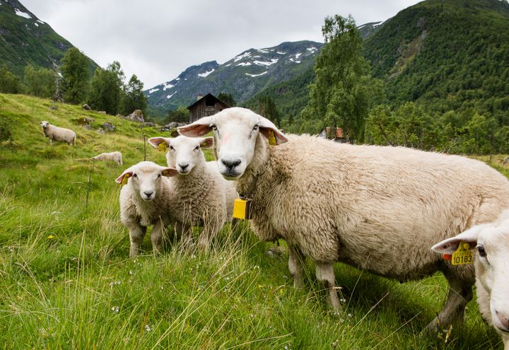 KREVENDE PERIODE: Forberedelsene til beitesesongen, og de første ukene etter utslipp av dyra, innebærer stor arbeidsmengde og behov for årvåken oppfølging. Foto: Landkreditt