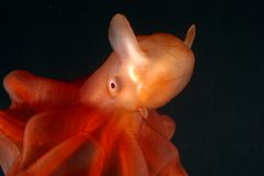 Naturen i dyphavet er avgjørende for resten av livet i havet og hele planeten vår. Den tilpasser seg endringene sakte og er sårbar for menneskelige inngrep. På bildet: dyphavsblekksprut (Sauroteuthis syrtensis) fra 800 meters dyp, Atlanterhavet.
