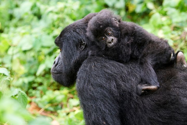 Et bilde av en gorilla som bærer på sitt barn.