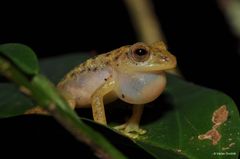 Kongofrosk (Congolius robustus) er en middels stor trelevende frosk som ble beskrevet i 2021 i den Demokratiske republikken Kongo, og er sannsynligvis endemisk for landet. Denne nattaktive frosken finnes kun i lavlandsregnskoger sør for Kongo-elven.