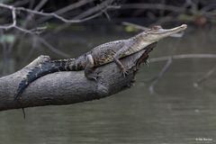 Sentralafrikansk smalsnutekrokodille (Mecistops leptorhynchus) ble først beskrevet som egen art i 2018. Den finnes i hele Kongobassenget, der den lever i elver og innsjøer med tett skogdekke rundt. Krokodillen kan bli opptil 3,5 meter lang og lever hovedsakelig av fisk. Arten er kritisk truet (CR) på den globale rødlista og trues av avskoging, fiskerier og ulovlig jakt.