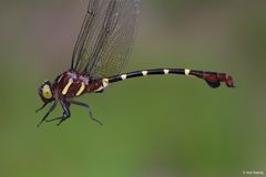 Bongobladhalelibelle (Phyllogomphus bongorum) er en øyenstikker som finnes i Gabon, der den lever langs elver omkranset av tett skog. Som de andre artene i slekta har den en stor utvekst på halen, som er opphav til slektsnavnet.