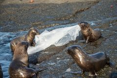Selunger (Arctocephalus galapagoensis) leker med plastfolie, Galapagos.