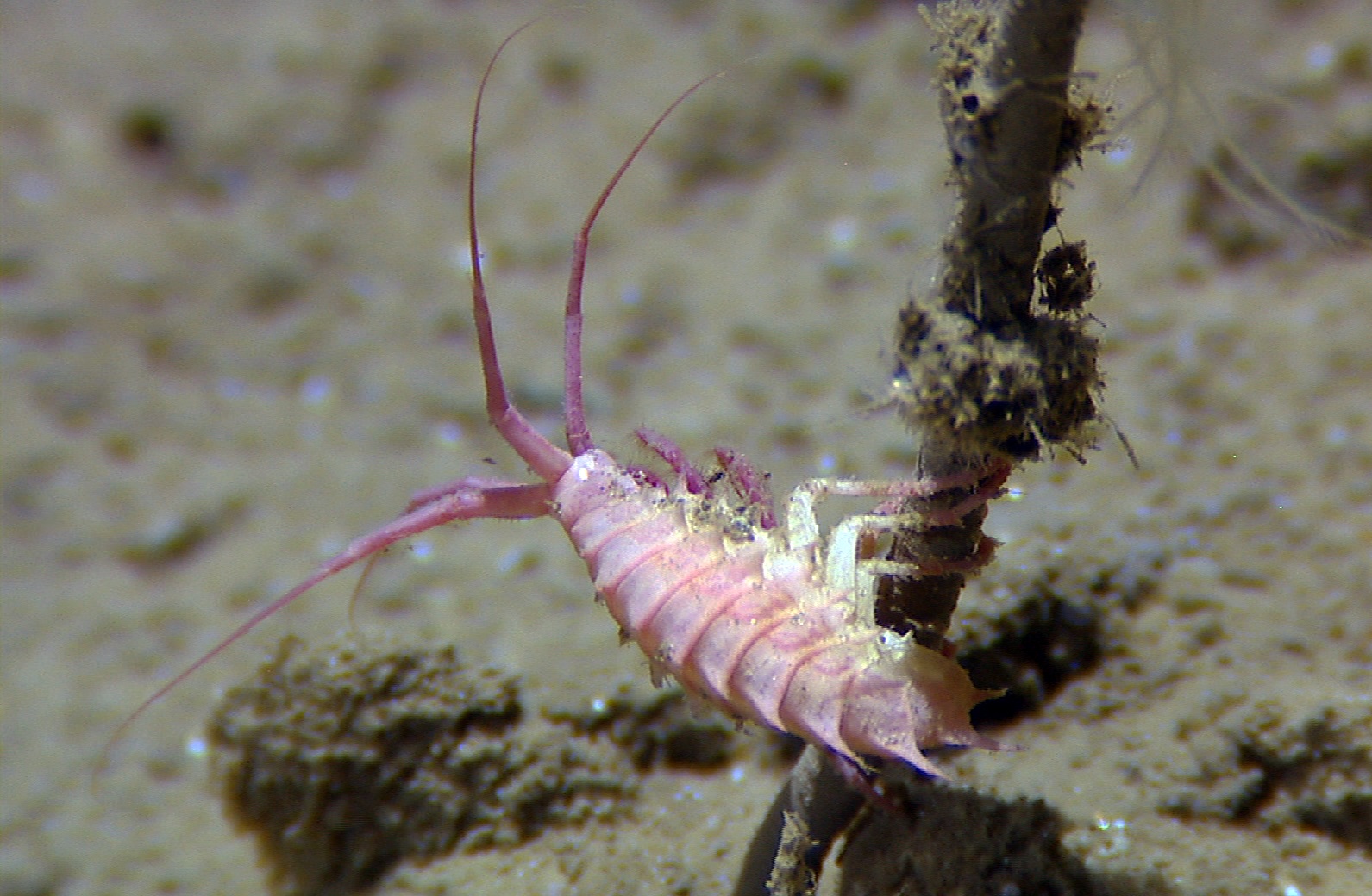 WWF inviterer til debatt om gruvedrift på havbunnen