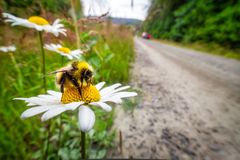 LA HUMLA SUSE I VEIKANTENE: WWF Verdens naturfond ber kommunene unngå kantslått der det er mulig.