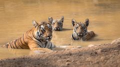 Som følge av målrettet innsats økte tigerbestanden i verden med 70 prosent fra 2010 til 2025.