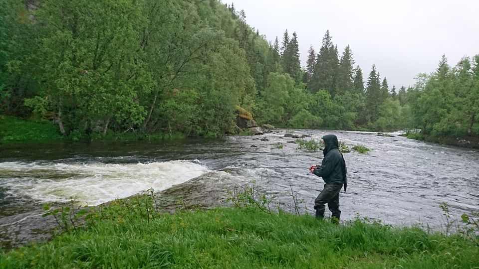 Ingen Spesielle Tiltak I årets Laksefiske | Miljødirektoratet