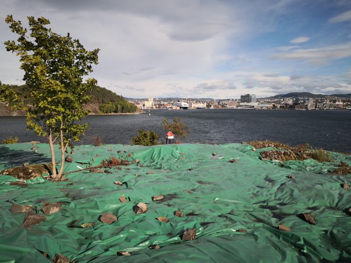 På en øy i Oslofjorden dekkes marka med presenning for å fjerne fremmede arter.