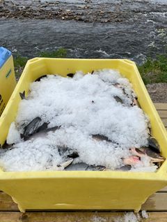 Pukkellaks ligg i ein stor, gul fiskekasse med mykje is over seg.