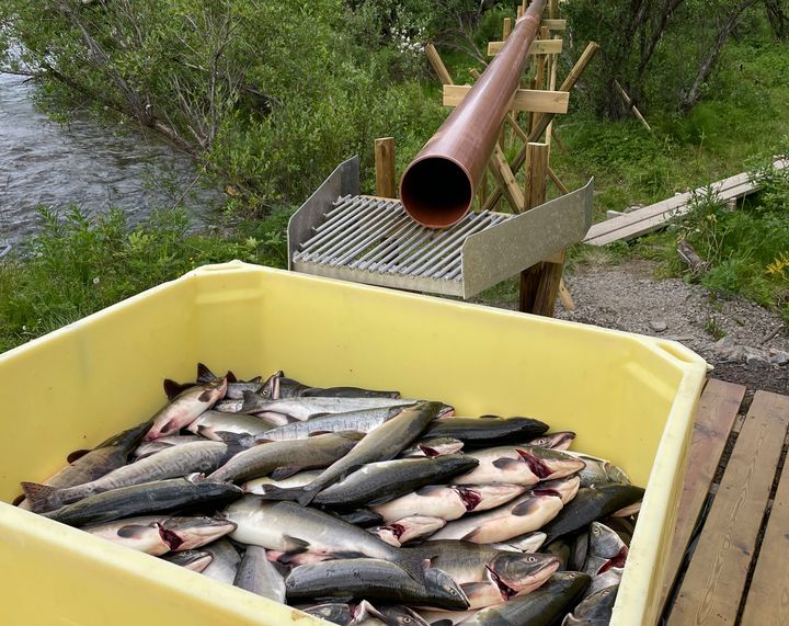 Eit langt røyr fører pukkellaksen frå elva til ei gul fiskekasse.
