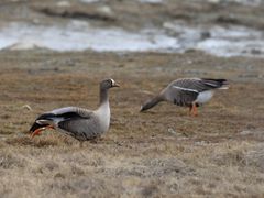 Dverggåsa Finn, som vart GPS-merket i 2006, fekk fire ungar i år. Foto: Tomas Aarvak