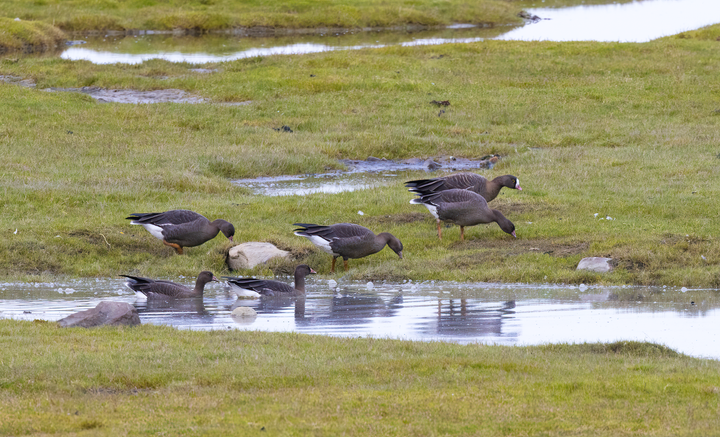 Heile 83 nye ungar kom til i den kritisk trua dverggåsbestanden i år. - Ei fantastisk nyheit, seier miljødirektør Ellen Hambro. Foto: Tomas Aarvak