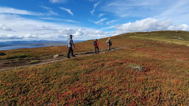 Tre personer går på en sti på fjelltet i nydelige høstfarger og blå himmel.