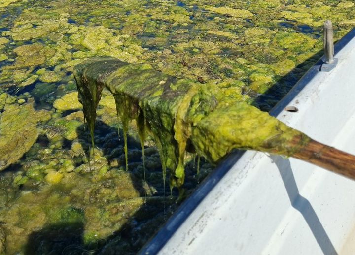 Trådalger, ofte kalt lurv, som fullstendig dekker overflaten i Indre Viksfjord naturreservat i Oslofjorden. I flere år har NIVA sett at ålegressengene er fullstendig dekket med lurv, noe som ødelegger for overlevelse og vekst, og vil kunne gi oksygenmangel når det blir for mye av det. Foto fra juni 2023.