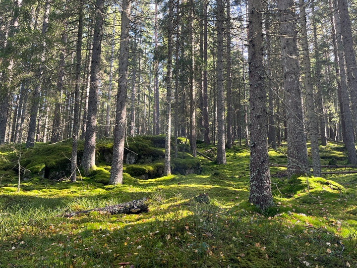 Bilde av skog.