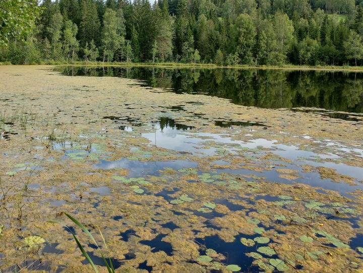 ØDELEGGER LEVEOMRÅDER: Trådformede grønnalger dekker deler av Dalstjern i Lunner på Hadeland, og ødelegger leveområdene for fisk og annet liv i innsjøen.