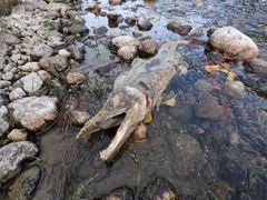 Råtten pukkellaks i Grense Jakobselv. Pukkellaksen råtner og dør i elva etter å ha formert seg. Bildet kan benyttes av pressen i forbindelse med denne saken.