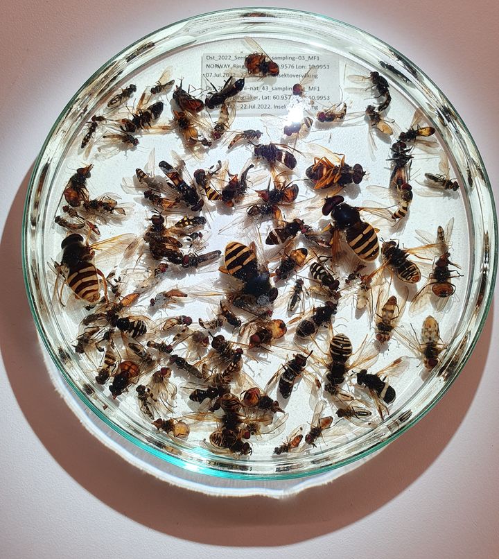 Insekter i skål