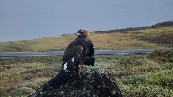 Kongeørnen ble blant annet fotografert på Tyin torsdag 5. august.