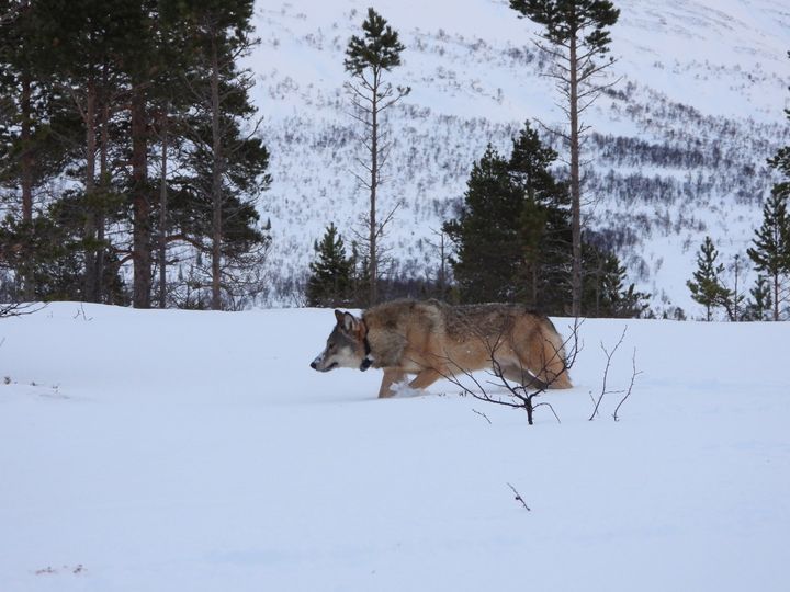 Data fra de siste måneder viser at ulven har etablert seg i vestre Dalarna i et revir som har fått navnet Ryssflon.