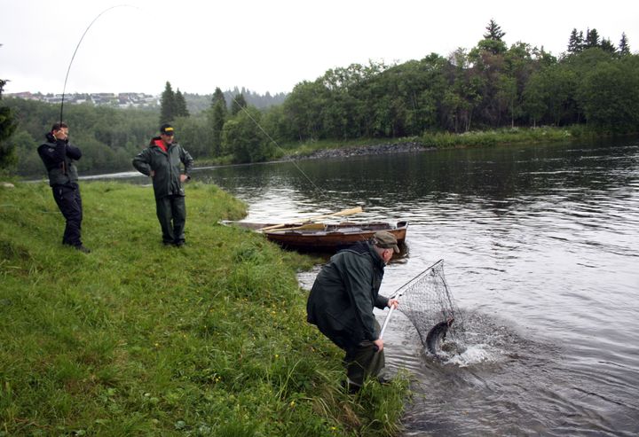 Fra neste år skal Miljødirektoratet legge opp til en mer forsiktig start på laksefisket, hvor det heller kan åpnes for mer fiske senere dersom det kommer nok laks til elvene. Bildet viser laksefiske i Nidelva ved Trondheim. Arkivfoto: Jarl Koksvik/Miljødirektoratet. Bildet kan brukes av media i forbindelse med denne saken.