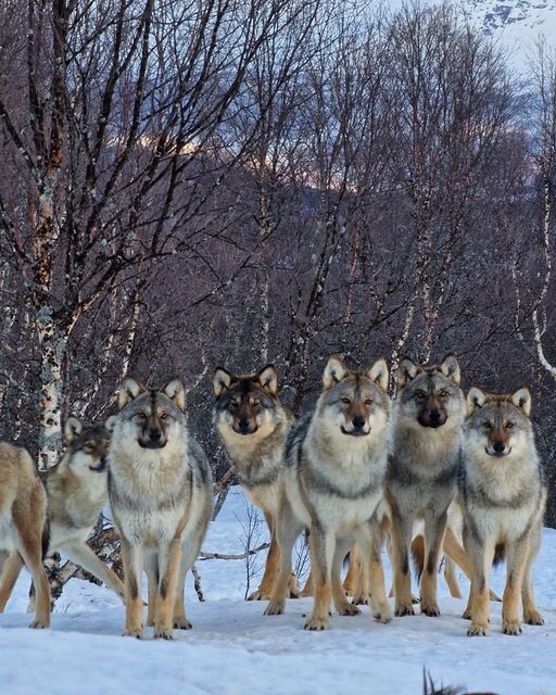 Deler av ulveflokken i Polar Park.