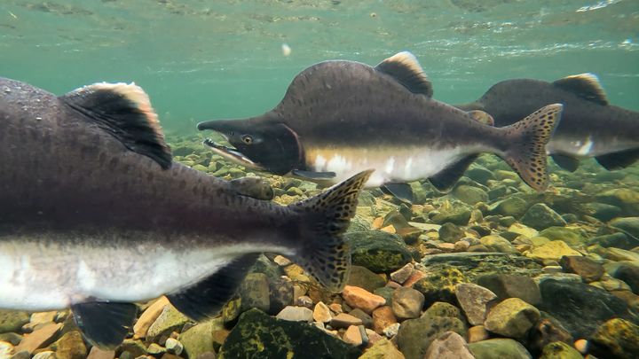 Neste år ventes ny storinvasjon av den uønskede fremmedarten pukkellaks, som kommer i stort antall til norske elver annethvert år.