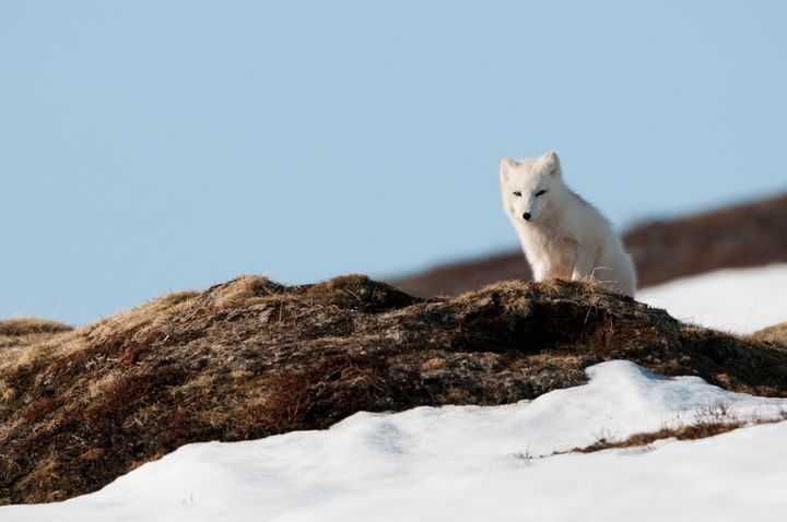 Fjellrev er på størrelsen med en katt og blir i gjennomsnitt 7-8 år.  Før var den vanlig i fjellheimen flere steder i Norge. I dag lever den i små, relativt isolerte delbestander i fjellet.