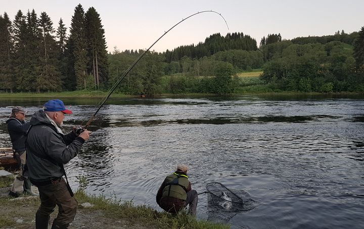 Laksefiske fra Nidelva i Trondheim.