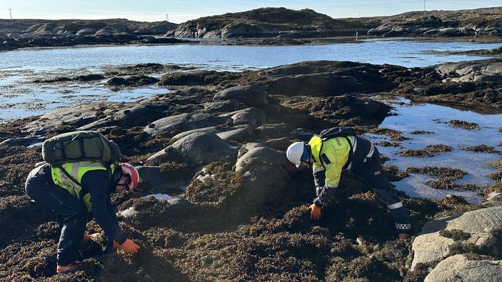 Bilde av opprddying av oljeklumper i fjæra.