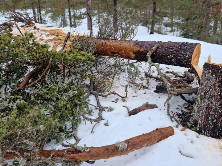 Miljødirektoratet ila 12.000 kroner i gebyr til en person som hogde flere gamle trær for å etablere leirplass i verneområdet Kolknuten ved Kongsberg, blant annet en 250-300 år gammel furu (bildet). I tillegg hogde vedkommende ei såkalt kelofuru, et dødt gammelt furutre, som er viktig levested for mange arter.