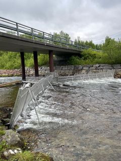 Pukkellaksfella i Munkelva