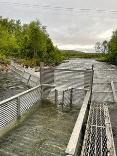 Pukkellaksfella i Munkelva