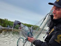 Ansatt fra SNO med død smålom i garn.