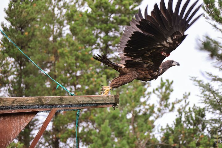 Over 200 havørner er flyttet fra norske reir til Killarney nasjonalpark. I helga ble de siste 26 havørnene satt ut, og markerer en vellykket slutt på et 20 år langt prosjekt.