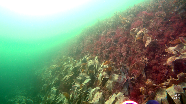 Tang og tare er viktige gyte- og oppvekstområder for fisk og andre dyr langs Skagerrakkysten. Vi finner slike planter i stadig mindre grad på dypt vann, fordi klimaendringer hindrer vekst ved at mer grums fra land havner i vannet og gjør det mørkere. Bildet kan brukes av pressen i forbindelse med denne saken.