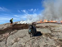 Lyngsviding og beiting er viktige tiltak for å bevare den utvalde naturtypen kystlynghei. Her skjer det lyngsviding for å foryngje røsslyngen i ei kystlynghei i Agder. Opp frå oska spirer nye røsslyngplantar som gir godt beite for frontfiguren.