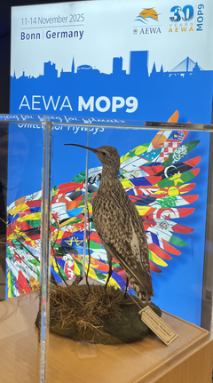 Smalnebbspoven vart nyleg erklært utdøydd, som den første  kjende globale utryddinga av ein tidlegare utbreidd trekkfuglart med leveområde i Europa, Nord-Afrika og Vest-Asia. Den var utstilt på partsmøtet i Vannfuglavtalen (AEWA) denne veka.