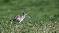 Vadefuglen storspove hekkar i Noreg, og er ein av artane med eigen handlingsplan under Vannfuglavtalen.