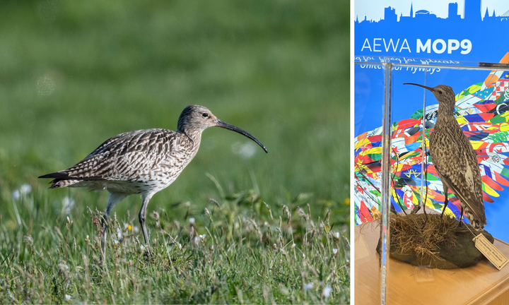 T.v.: Vadefuglen storspove hekker i Norge, og er en av artene med egen handlingsplan under Vannfuglavtalen. T.h.: Dens nære slektning smalnebbspoven er nå erklært utdødd, som den første kjente globale utryddelsen av en tidligere utbredt trekkfuglart med leveområder i Europa, Nord-Afrika og Vest-Asia. Den var utstilt på partsmøtet i Vannfuglavtalen (AEWA) denne uka.
