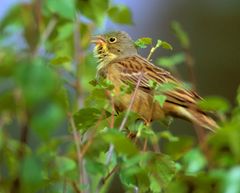 Sporvefuglen hortulan var tidlegare ein vanleg art i kulturlandskapet på Sør- og Austlandet. No er han anteken utdøydd i Noreg.