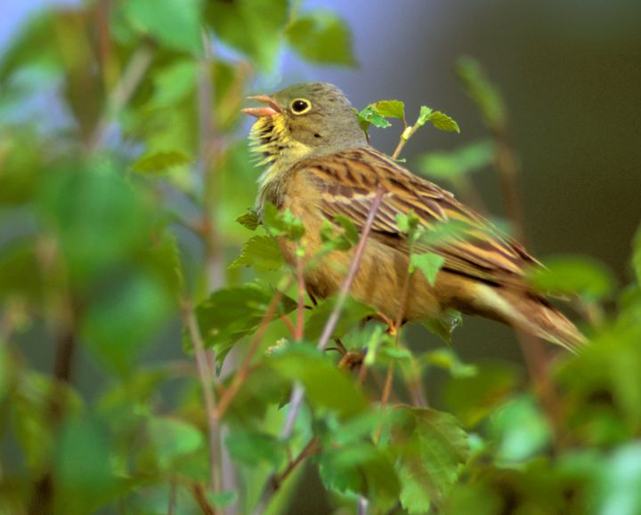 Sporvefuglen hortulan var tidlegare ein vanleg art i kulturlandskapet på Sør- og Austlandet. No er han anteken utdøydd i Noreg.