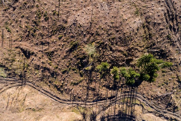 Hogstflater i granskogen sett i fugleperspektiv. Media kan bruke biletet i samband med denne saka.
