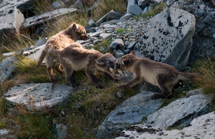 To fjellrev sloss om en lemen-skrott