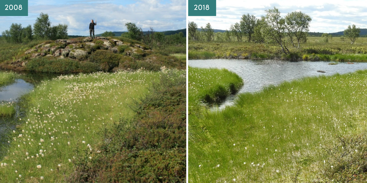 Sammenstilling av bilde av samme område i 2008 og 2018. I 2008 er det en myr med en stor haug med torv bak et vått parti. I 2018 er palsen borte, og i stedet er det et lite vann.