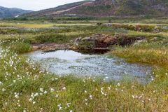 Ein kollapsa pals i Sør-Varanger i Finnmark. Dammen på biletet er samanrasa palskjernar med torvkantane som står igjen.