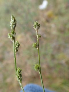 Planten lappstarr finnes hovedsakelig i palsmyr. Rødlista for arter estimerer at bestanden vil bli 20-40 % mindre de neste 30 årene på grunn av tapet av palsmyr, og har gitt arten statusen sårbar (VU).