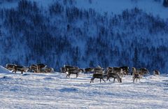 Dei siste bestandane av villrein i Europa lever i Noreg.