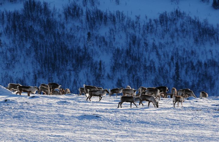 De siste bestandene av villrein i Europa lever i Norge.