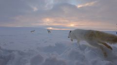 Fjellrev som løper i fjellet.